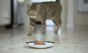 Cat Food Shortage